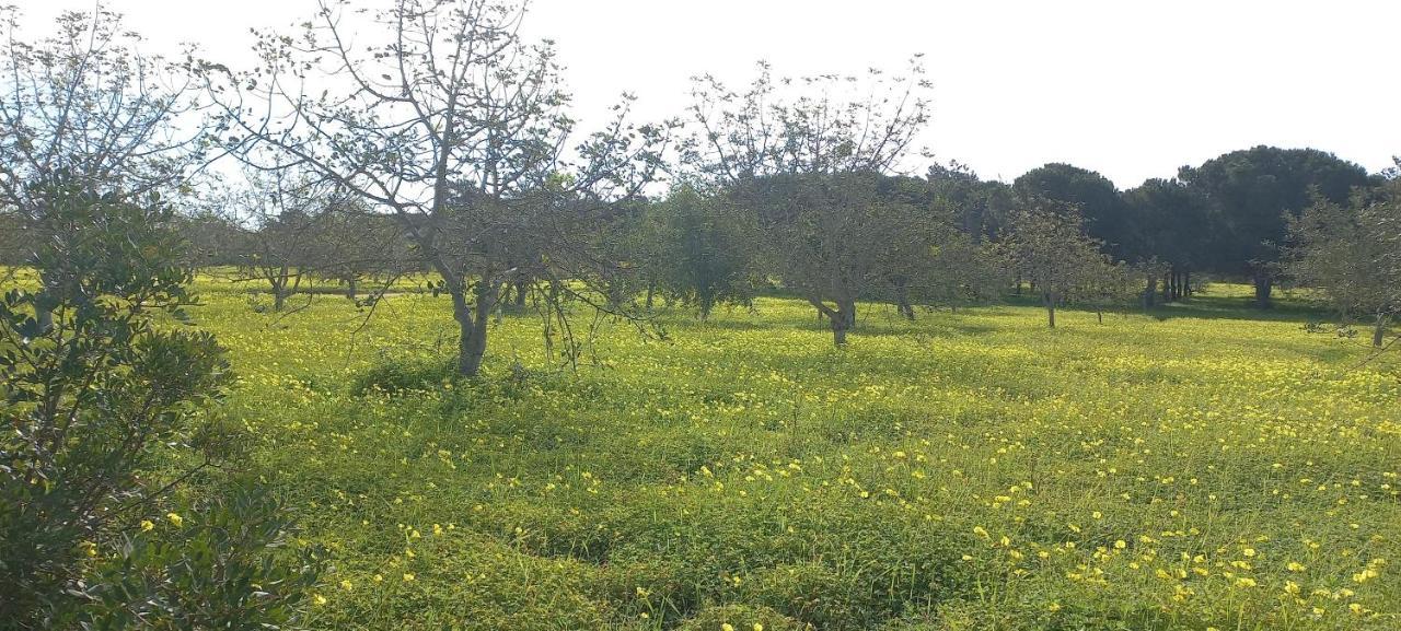 Casa Do Pinheiro - Parque Natural Da Ria Formosa. 타비라 외부 사진