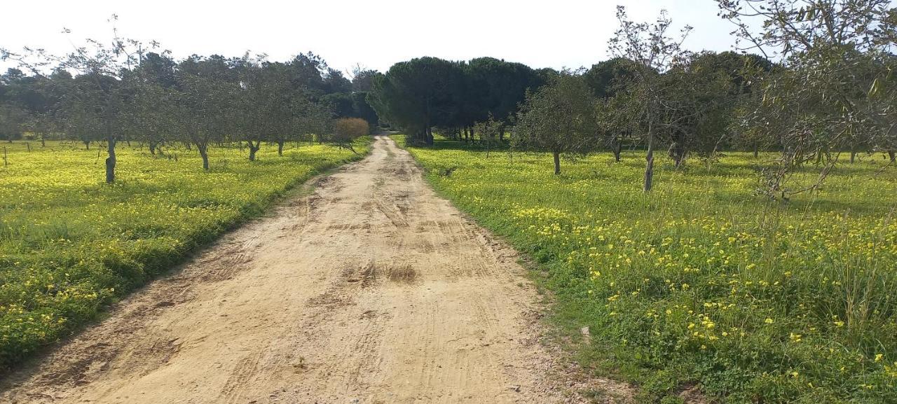 Casa Do Pinheiro - Parque Natural Da Ria Formosa. 타비라 외부 사진