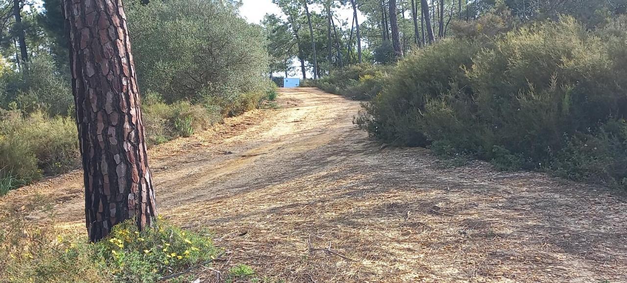 Casa Do Pinheiro - Parque Natural Da Ria Formosa. 타비라 외부 사진