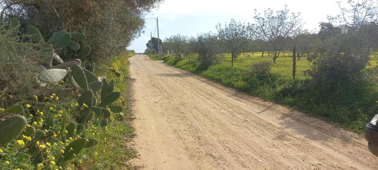 Casa Do Pinheiro - Parque Natural Da Ria Formosa. 타비라 외부 사진