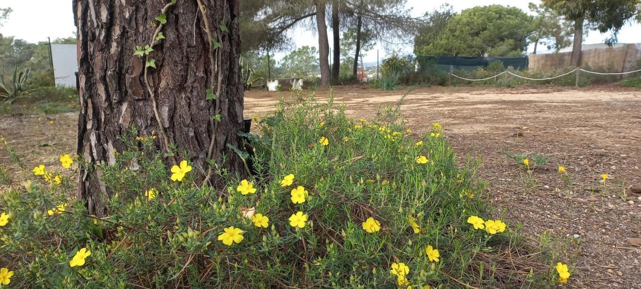 Casa Do Pinheiro - Parque Natural Da Ria Formosa. 타비라 외부 사진