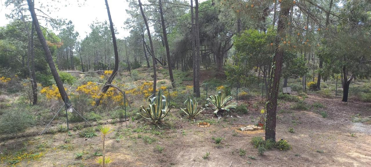 Casa Do Pinheiro - Parque Natural Da Ria Formosa. 타비라 외부 사진