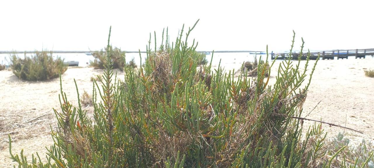 Casa Do Pinheiro - Parque Natural Da Ria Formosa. 타비라 외부 사진